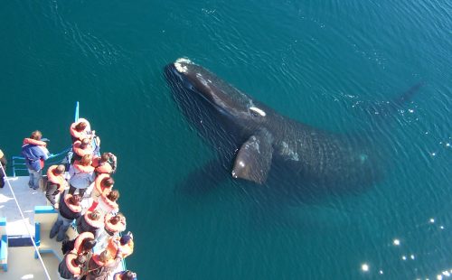 Avistaje embarcado de ballenas en puerto madryn - ph Angel Velez Avistaje embarcado de ballenas en puerto madryn - ph Angel Velez