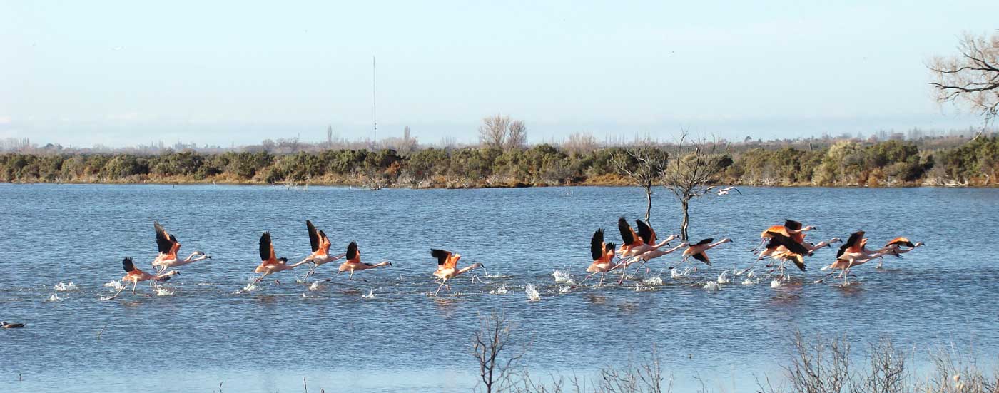Laguna del Ornitólogo, Chubut