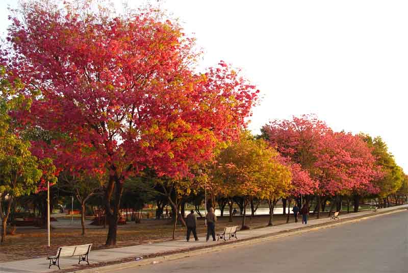 Lapachos en la ciudad de Formosa