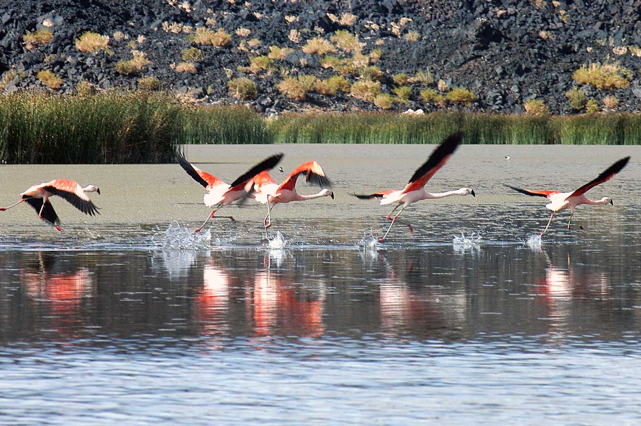 Reserva Natural Laguna Blanca, Catamarca