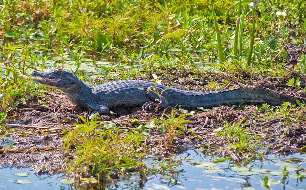 Yacaré - Fauna de los Esteros del Ibera, Corrientes