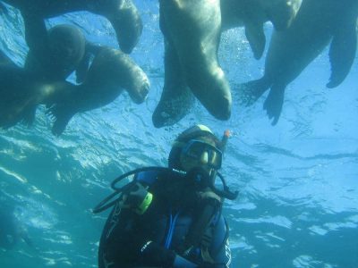 Nadar con lobos marinos en Puerto Madryn - snorkel - buceo - foto: Melina Perez Nadar con lobos marinos en Puerto Madryn - snorkel - buceo - foto: Melina Perez