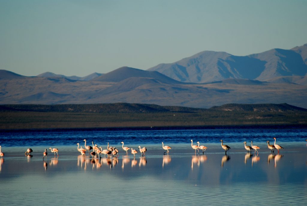 Laguna de Llancanelo, Malargüe Tripin Argentina