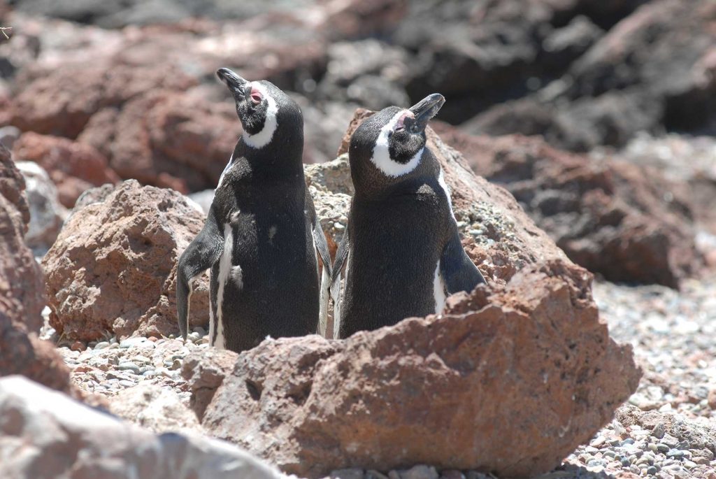 Pingüino de Magallanes, Chubut