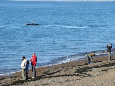 Avistaje de Ballenas en El Doradillo, Puerto Madryn, Chubut Avistaje de Ballenas en El Doradillo, Puerto Madryn, Chubut