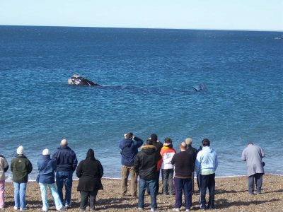 Avistaje de Ballenas en El Doradillo, Puerto Madryn, Chubut Avistaje de Ballenas en El Doradillo, Puerto Madryn, Chubut