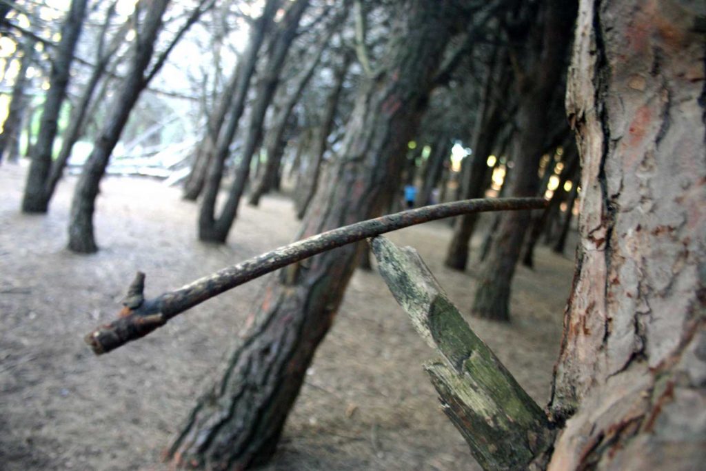 Bosque Energético de Miramar, Buenos Aires