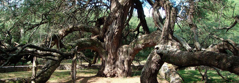Algarrobo Abuelo, Villa de Merlo