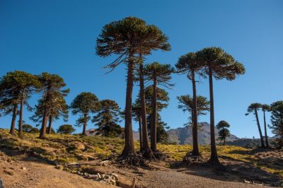 Caviahue - Araucarias, Pehuén - Neuquén - neuquentur.gob.ar Caviahue - Araucarias, Pehuén - Neuquén - neuquentur.gob.ar