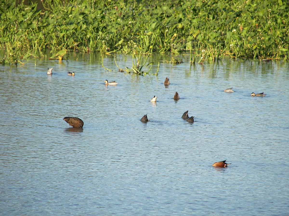 Parque Nacional Pre Delta, Diamante, provincia de Entre Ríos