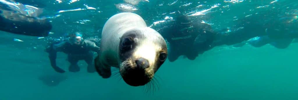 Snorkeling con lobos marinos en Puerto Madryn