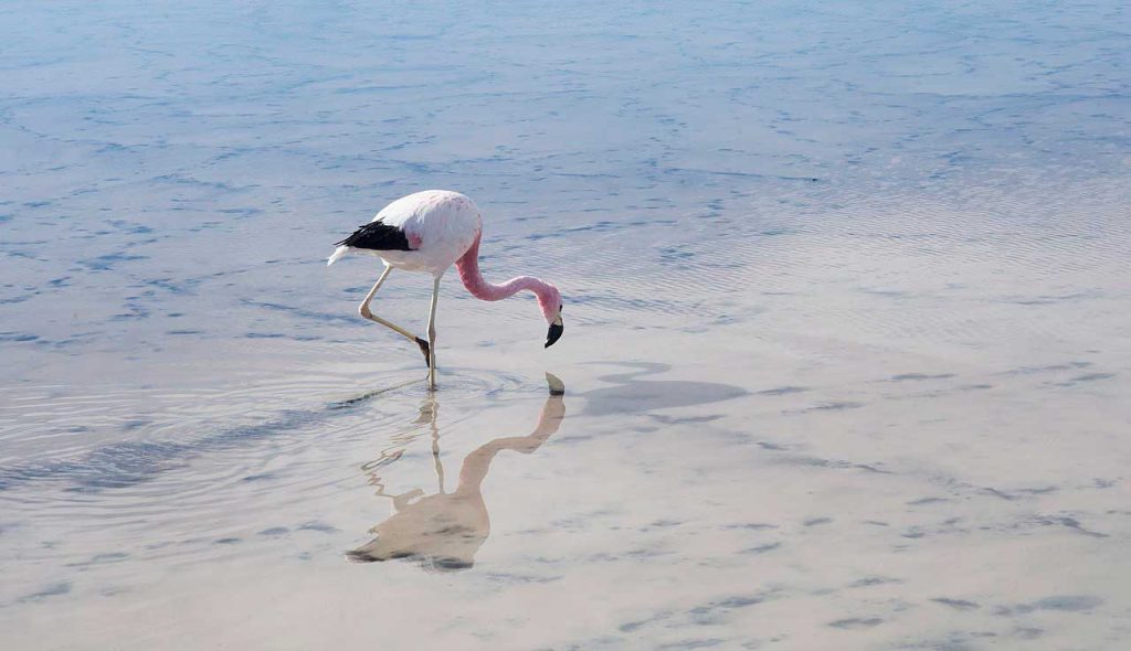 Flamenco Andino