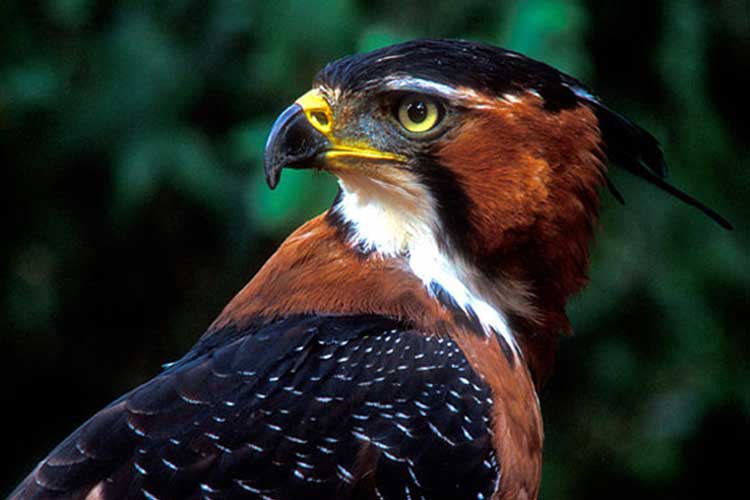 Águila Crestuda Real - Foto: Pablo Rodríguez para UCEMA.edu.ar